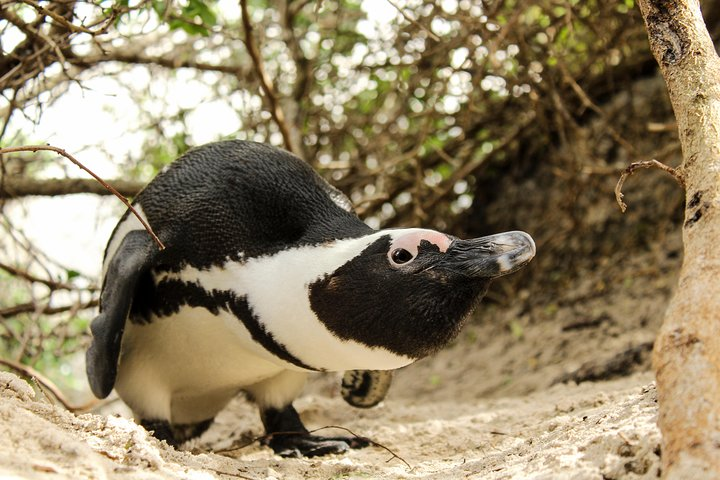 African Penguin on Boulders Beach